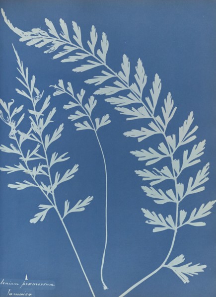 Asplenium praemorsum, Jamaica; Anna Atkins, British, 1799 - 1871, England; 1853; Cyanotype; 25.4 × 19.4 cm 10 × 7 5,8 in
