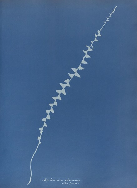 Asplenium ebenum, New Jersey; Anna Atkins, British, 1799 - 1871, England; 1853; Cyanotype; 25.4 × 19.4 cm 10 × 7 5,8 in