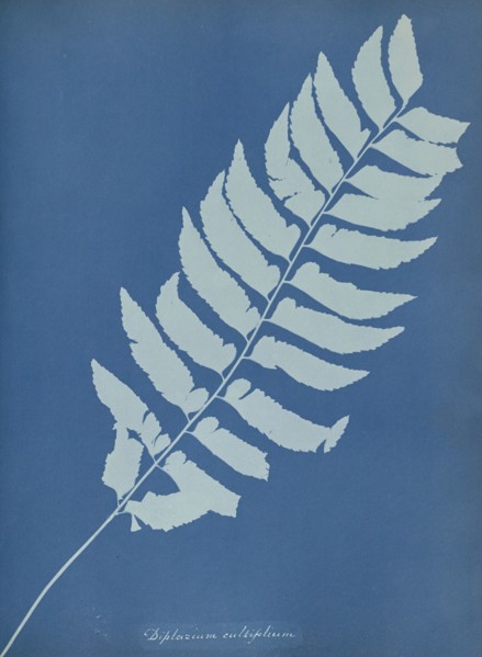 Diplazium cultifolium; Anna Atkins, British, 1799 - 1871, England; 1853; Cyanotype; 25.4 × 19.4 cm 10 × 7 5,8 in