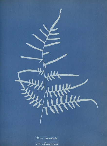 Pteris caudata, N. America; Anna Atkins, British, 1799 - 1871, England; 1853; Cyanotype; 25.4 × 19.4 cm 10 × 7 5,8 in