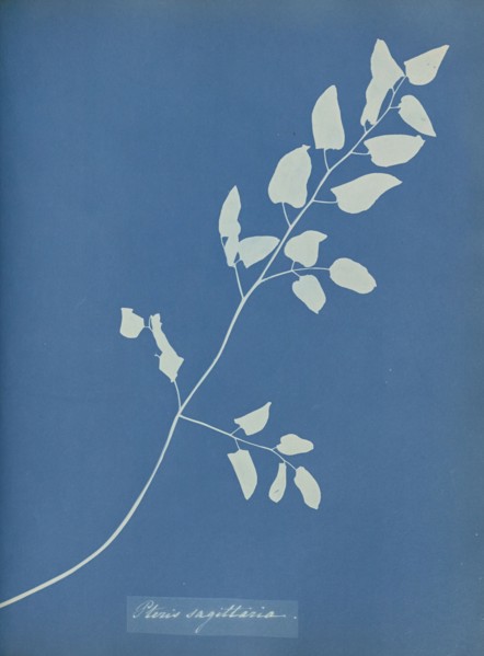 Pteris sagittaria; Anna Atkins, British, 1799 - 1871, England; 1853; Cyanotype; 25.4 × 19.4 cm 10 × 7 5,8 in