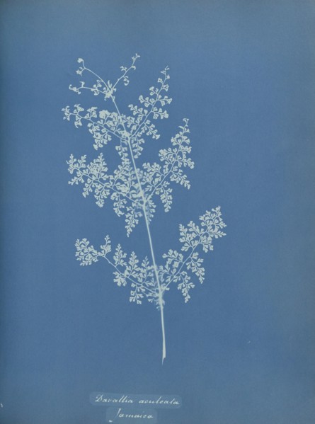 Davallia aeuleata, Jamaica; Anna Atkins, British, 1799 - 1871, England; 1853; Cyanotype; 25.4 × 19.4 cm 10 × 7 5,8 in