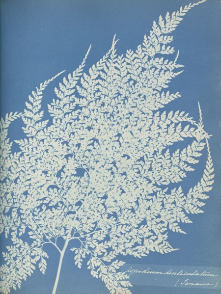 Aspidium denticulatum, Jamaica; Anna Atkins, British, 1799 - 1871, England; 1853; Cyanotype; 25.4 × 19.4 cm 10 × 7 5,8 in