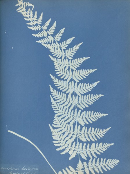 Aspidium bulbiferum, Montreal; Anna Atkins, British, 1799 - 1871, England; 1853; Cyanotype; 25.4 × 19.4 cm 10 × 7 5,8 in