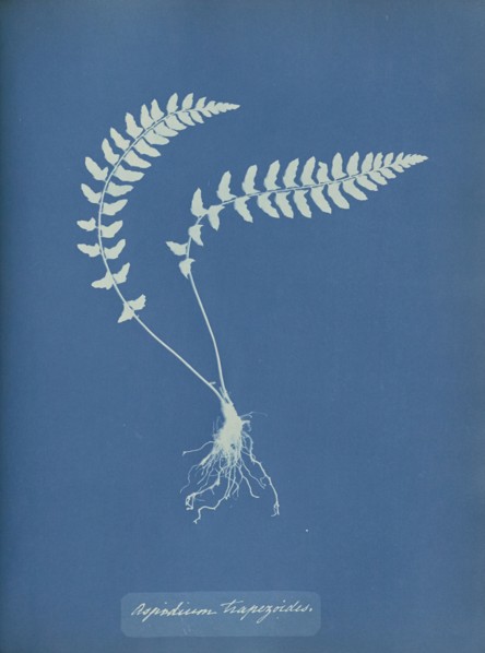 Aspidium trapezoides; Anna Atkins, British, 1799 - 1871, England; 1853; Cyanotype; 25.4 × 19.4 cm 10 × 7 5,8 in