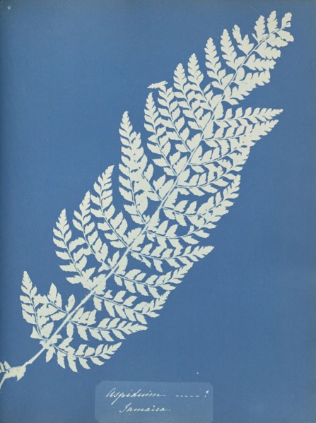 Aspidium, Jamaica; Anna Atkins, British, 1799 - 1871, England; 1853; Cyanotype; 25.4 × 19.4 cm 10 × 7 5,8 in