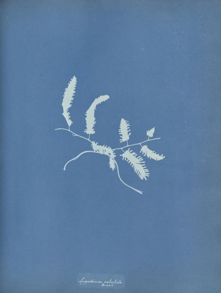 Lygodium volubile, Brazil; Anna Atkins, British, 1799 - 1871, England; 1853; Cyanotype; 25.4 × 19.4 cm 10 × 7 5,8 in