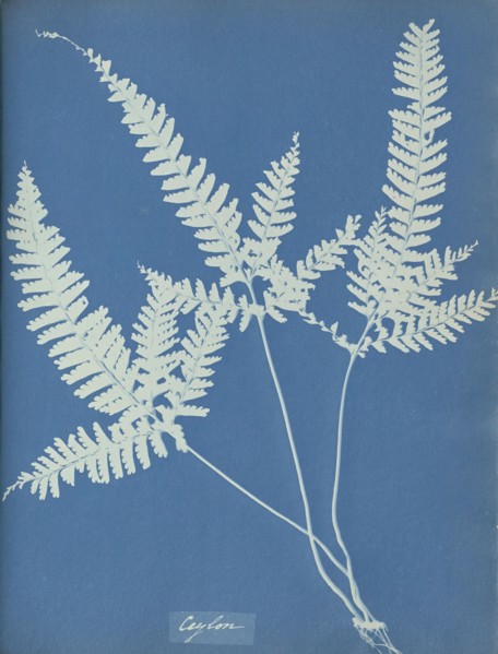 Ceylon, Sri Lanka, Anna Atkins, British, 1799 - 1871, England; 1853; Cyanotype; 25.4 × 19.4 cm 10 × 7 5,8 in