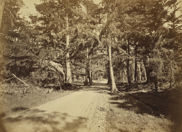 Monterey, California. Moss Avenue, 18 Mile Drive; Carleton Watkins, American, 1829 - 1916, Monterey, California, United States