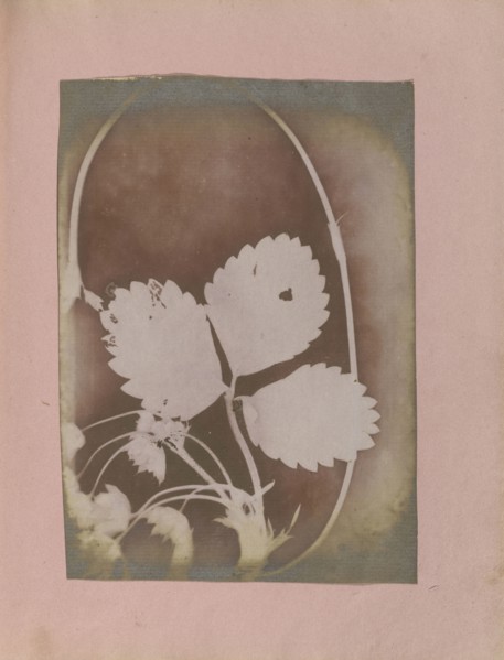 Plant Branch with Leaves and Flowers; British, active India about 1843; India; 1843 - 1845; Photogenic drawing; 17.3 x 12.2 cm