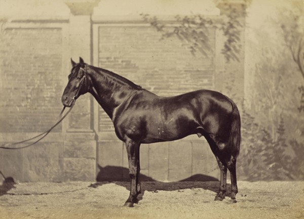 Étalon de pur sang anglais au Cte. Aguado; Louis-Jean Delton, French, 1807 - 1891, Paris, France; 1865; Albumen silver print
