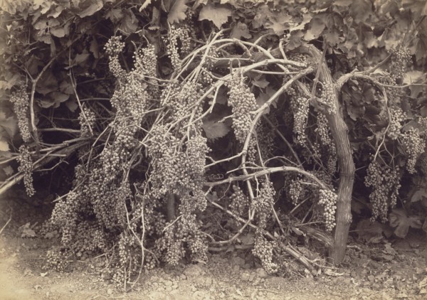 Thompson's Seedless Grapes; Carleton Watkins, American, 1829 - 1916, California, Kern, United States; 1880; Albumen silver