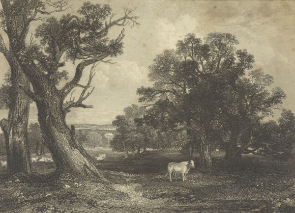 Pastoral Scene with Cows and Bulls; British; England; 1843 - 1845; Engraving; 11.7 x 16.8 cm, 4 5,8 x 6 5,8 in