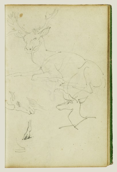 Studies of a Seated Stag, a Fawn, and a Goat Head; Théodore Géricault, French, 1791 - 1824, 1812 - 1814; Graphite; 15.2 x 10.6