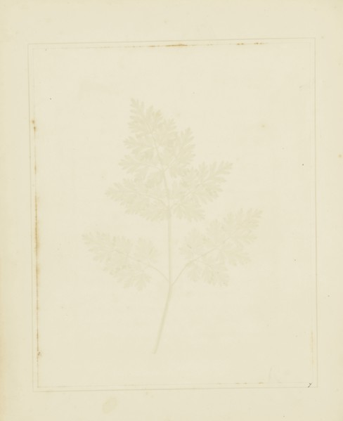 Leaf of a Plant; William Henry Fox Talbot, English, 1800 - 1877, Reading, England; 1844; Salted paper print from a paper