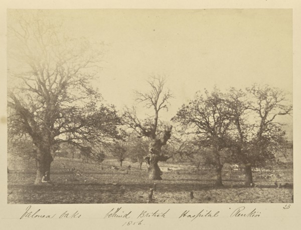 Valonea Oaks behind British Hospital Renkioi; John Kirk, Scottish, 1832 - 1922, Renkioi, Turkey; 1856; Albumen silver print