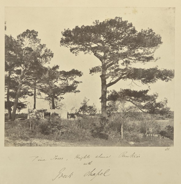 Pine Trees, Heights above Renkioi with Greek Chapel; John Kirk, Scottish, 1832 - 1922, Renkioi, Turkey; 1856; Albumen silver
