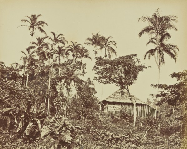 Malocca; Albert Frisch, German, 1840 - 1918, Brazil; about 1867; Albumen silver print
