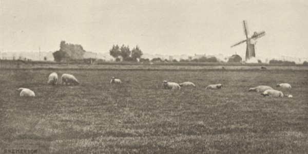 A Grey Day Pastoral; Peter Henry Emerson, British, born Cuba, 1856 - 1936, London, England; 1887; Photogravure; 8.1 x 16.4 cm