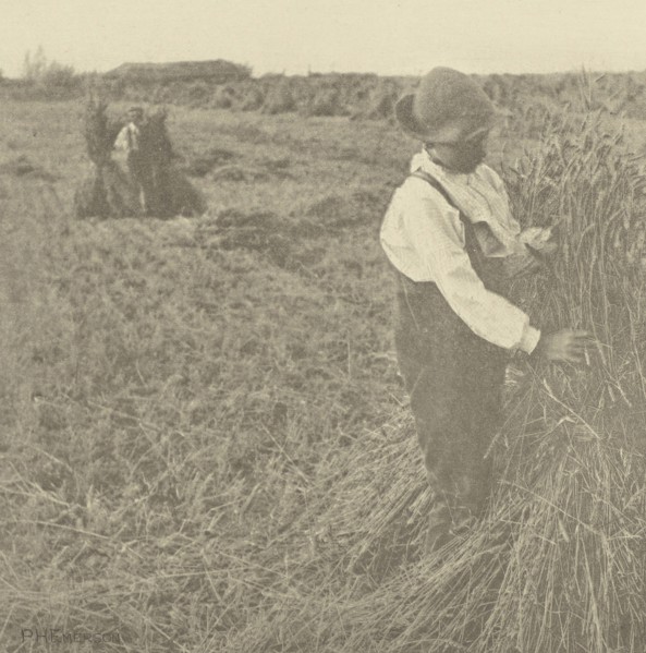 Shocking Corn. Norfolk; Peter Henry Emerson, British, born Cuba, 1856 - 1936, London, England; 1888; Photogravure; 16.7 x 16.4