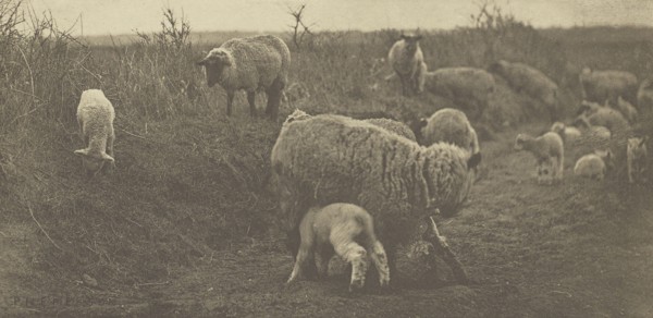 A March Pastoral. Suffolk; Peter Henry Emerson, British, born Cuba, 1856 - 1936, London, England; 1888; Photogravure