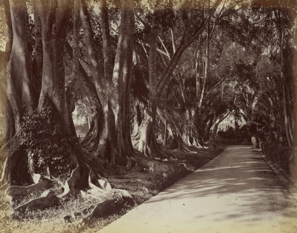 Peradeniya Botanical Garden; Ceylon; 1870s - 1890s; Albumen silver print