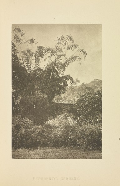 Peradeniya Gardens; Henry W. Cave, English, 1854 - 1913, Sri Lanka; about 1890; Photogravure; 8.7 × 5.8 cm