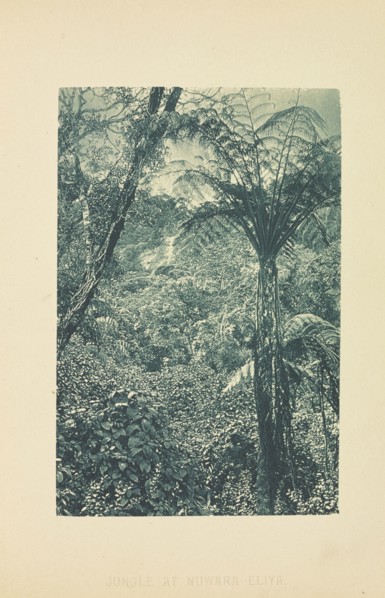 Jungle at Nuwara Eliya; Henry W. Cave, English, 1854 - 1913, Sri Lanka; about 1890; Photogravure; 8.8 × 5.8 cm
