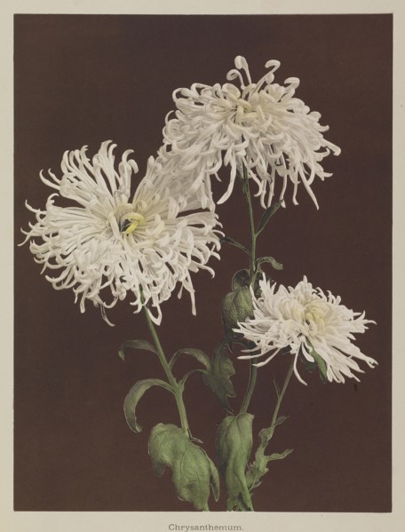 Chrysanthemum; Kazumasa Ogawa, Japanese, 1860 - 1929, Yokohama, Japan; 1896; Hand-colored collotype; 26.5 x 20.2 cm