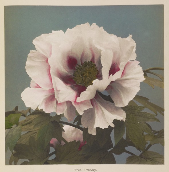 Tree Pæony; Kazumasa Ogawa, Japanese, 1860 - 1929, Yokohama, Japan; 1896; Hand-colored collotype; 21.7 x 21.7 cm