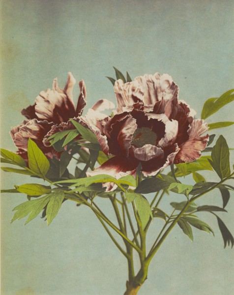 Tree Pæony; Kazumasa Ogawa, Japanese, 1860 - 1929, Yokohama, Japan; 1896; Hand-colored collotype; 27.3 x 21.6 cm