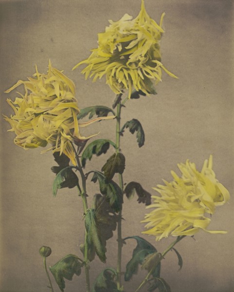Ku-moi-sakura; Kazumasa Ogawa, Japanese, 1860 - 1929, Yokohama, Japan; 1896; Hand-colored collotype