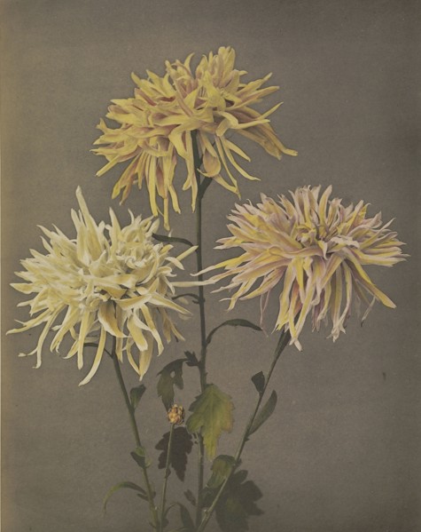 Imo-se-yama; Kazumasa Ogawa, Japanese, 1860 - 1929, Yokohama, Japan; 1896; Hand-colored collotype