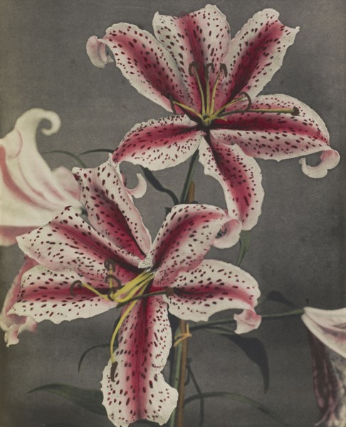 Lily; Kazumasa Ogawa, Japanese, 1860 - 1929, Yokohama, Japan; 1896; Hand-colored collotype; 27.3 x 22.4 cm