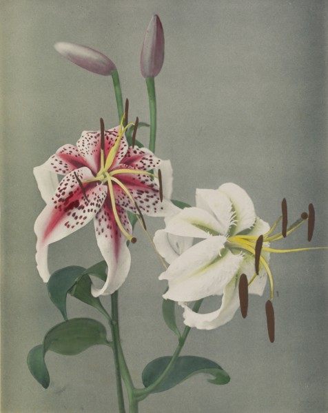 Lily; Kazumasa Ogawa, Japanese, 1860 - 1929, Yokohama, Japan; 1896; Hand-colored collotype; 29.1 x 23 cm