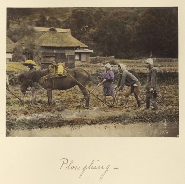 Ploughing; Shinichi Suzuki, Japanese, 1835 - 1919, Japan; about 1873 - 1883; Hand-colored Albumen silver print
