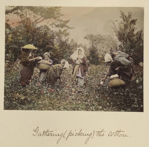 Gathering, Picking, the Cotton; Shinichi Suzuki, Japanese, 1835 - 1919, Japan; about 1873 - 1883; Hand-colored Albumen silver