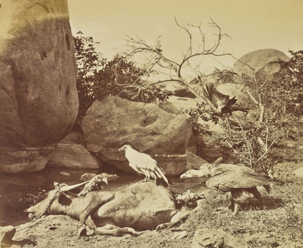 Vultures on Carcass; Colonel William Willoughby Hooper, British, 1837 - 1912, India; about 1870; Albumen silver print