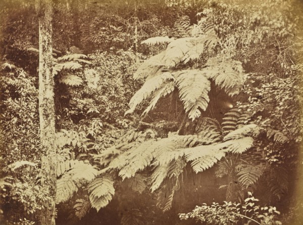 print; Colonel William Willoughby Hooper, British, 1837 - 1912, India; about 1870; Albumen silver print
