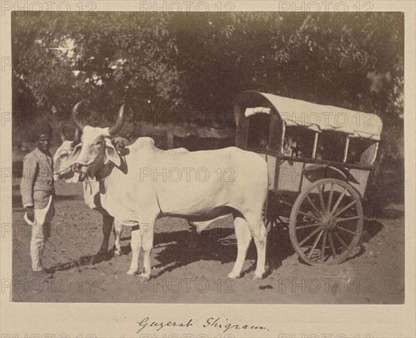 Gazerat Shigram; India; 1886 - 1889; Albumen silver print