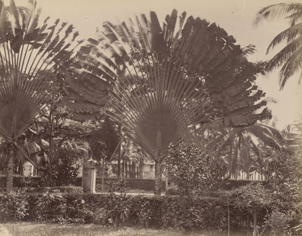 Malay; Unknown maker; Malaysia; 1870s - 1880s; Albumen silver print