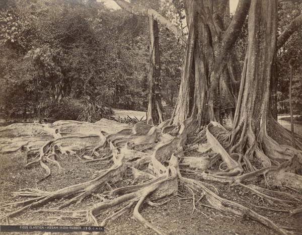 Ficus Elastica - Assam India - Rubber; Charles T. Scowen, English, 1852 - 1948, The Colombo Apothecaries Co., Ltd., Sri Lankan