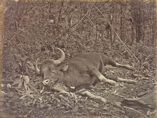 print; Colonel William Willoughby Hooper, British, 1837 - 1912, India; 1873