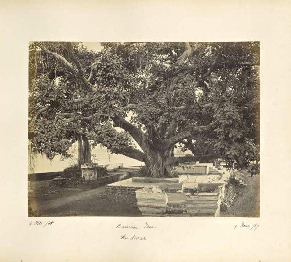Large Banian Tree at Hurdwar; Samuel Bourne, English, 1834 - 1912, HaridwÄr, Uttarakhand, India, Asia; October 4, 1865