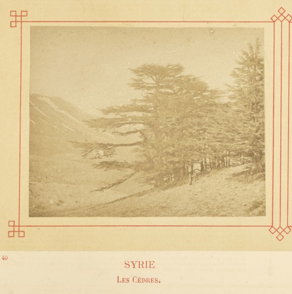 Les Cèdres; Félix Bonfils, French, 1831 - 1885, Alais, France; about 1878; Albumen silver print
