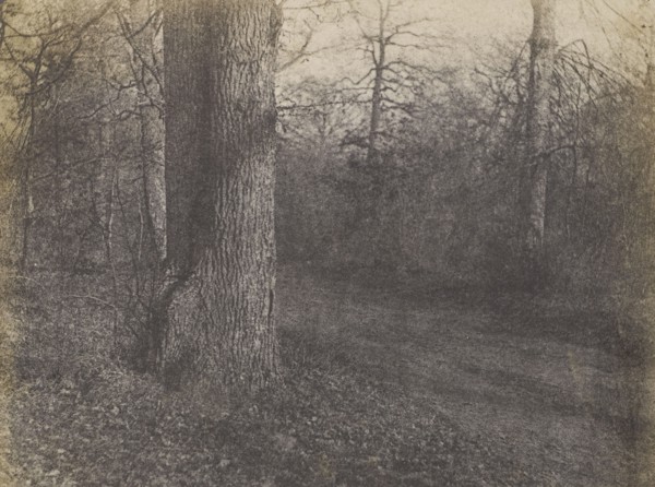 Landscape with Barren Trees; French, Louis Désiré Blanquart-Evrard, French, 1802 - 1872, Lille, France; 1853; Salted paper