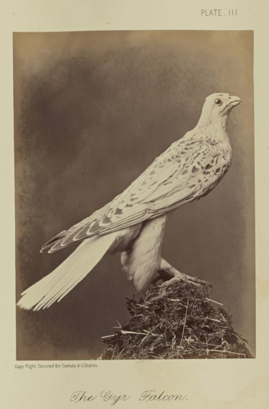 The Gyr Falcon; William Notman, Canadian, born Scotland, 1826 - 1891, Montreal, Québec, Canada; 1876; Albumen silver print