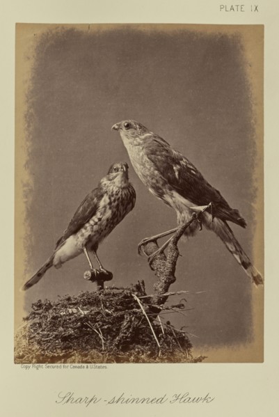 Sharp-shinned Hawk; William Notman, Canadian, born Scotland, 1826 - 1891, Montreal, Québec, Canada; 1876; Albumen silver print