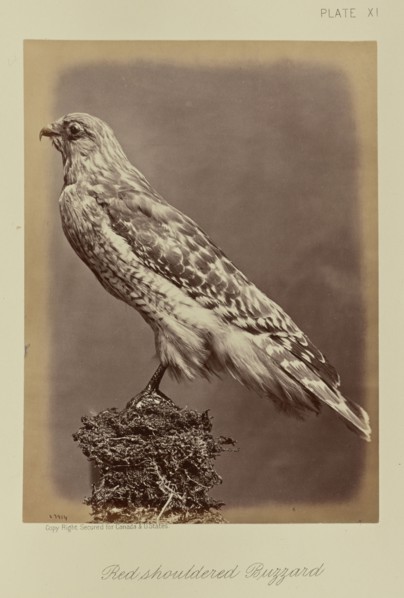 Red shouldered Buzzard; William Notman, Canadian, born Scotland, 1826 - 1891, Montreal, Québec, Canada; 1876; Albumen silver
