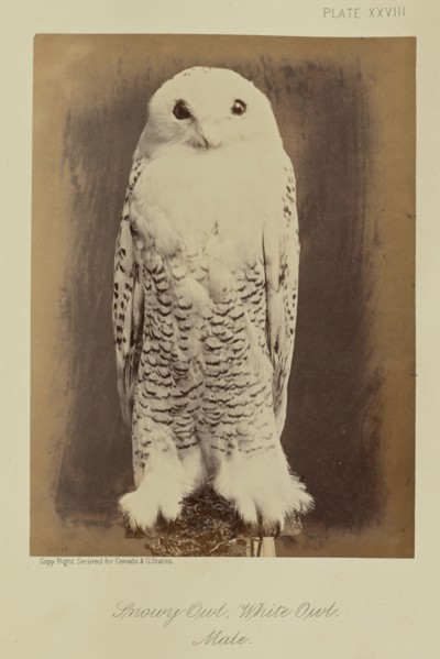 Snowy Owl, White Owl. Male; William Notman, Canadian, born Scotland, 1826 - 1891, Montreal, Québec, Canada; 1876; Albumen